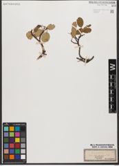 Foto von Salix reticulata L.